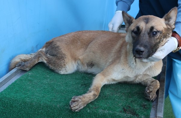 보호중 믹스견의 가…